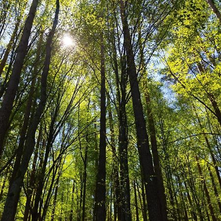 Przy Lesie Villa Bialowieza Bagian luar foto