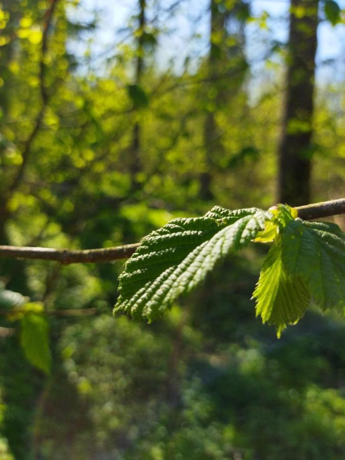 Przy Lesie Villa Bialowieza Bagian luar foto