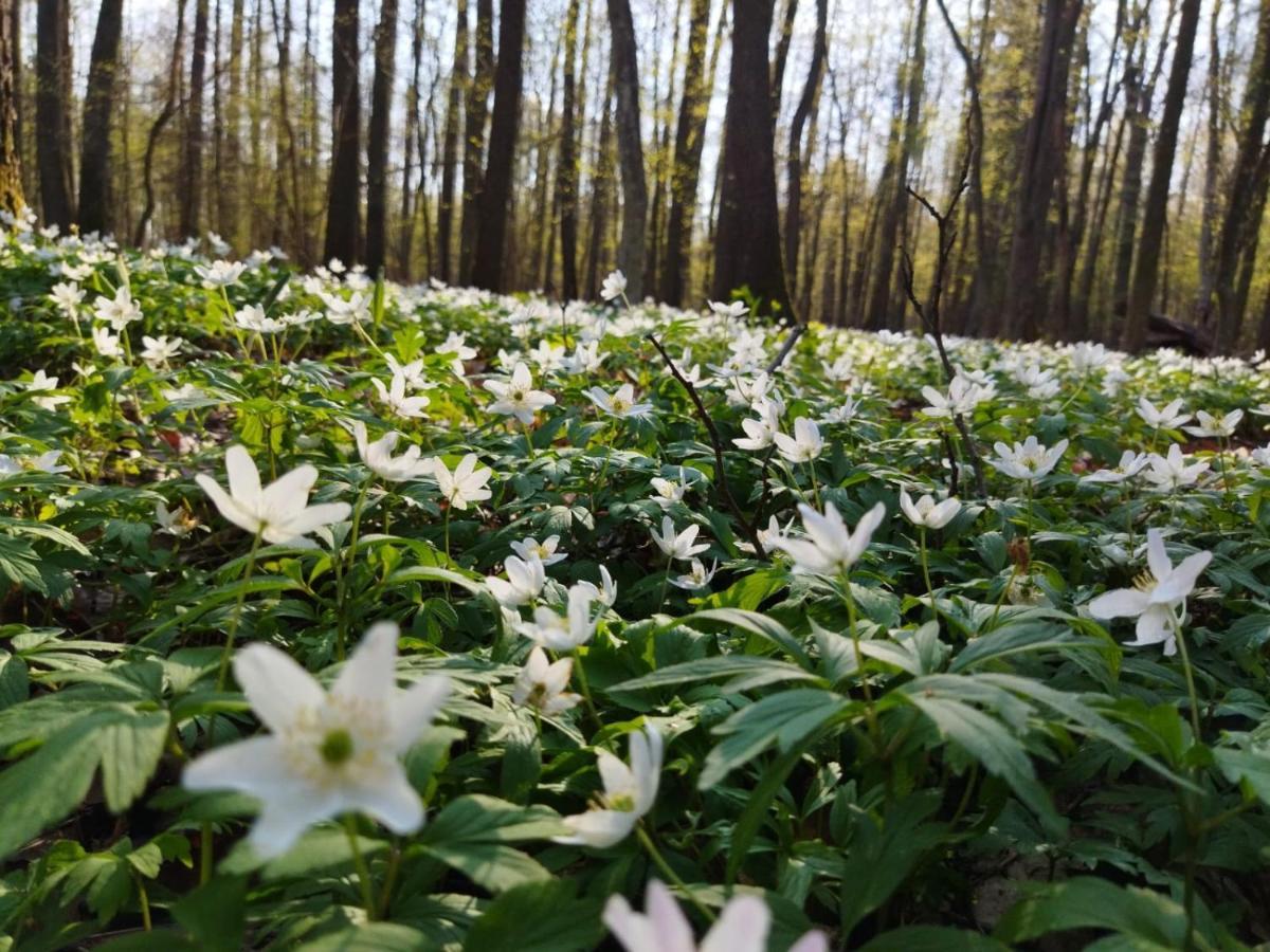 Przy Lesie Villa Bialowieza Bagian luar foto