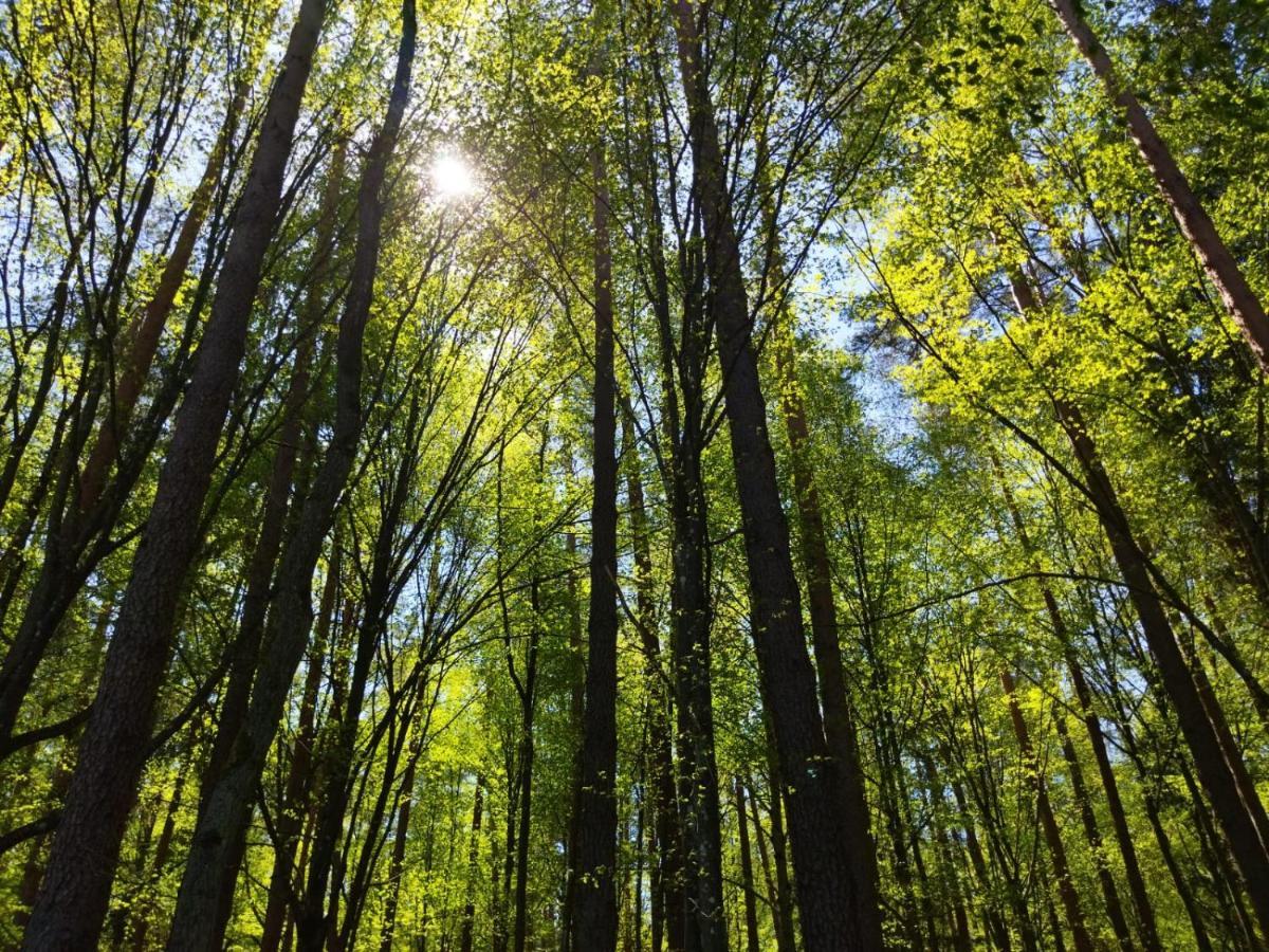 Przy Lesie Villa Bialowieza Bagian luar foto